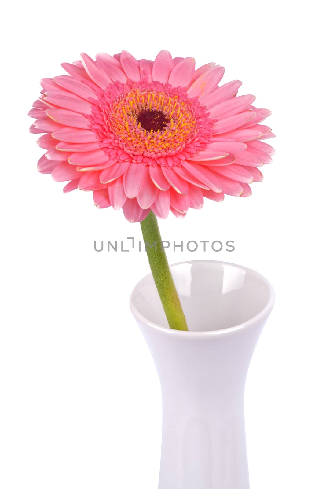 Pink gerber in white vase on a on a white background by neryx