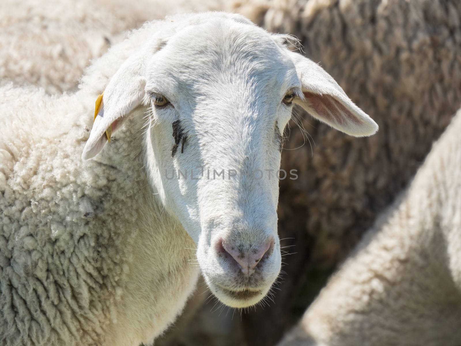 Flock of sheep in the field