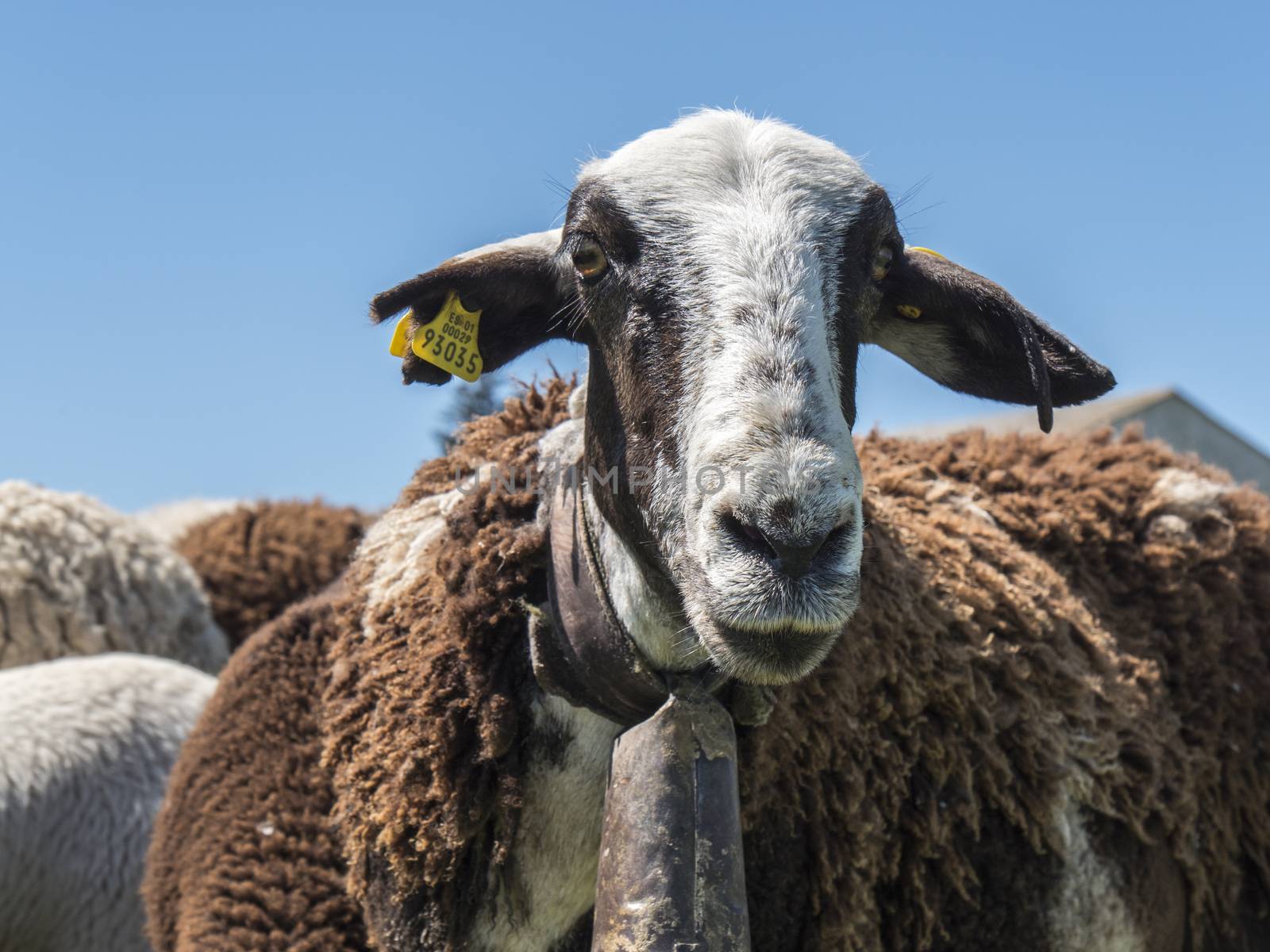 Flock of sheep in the field
