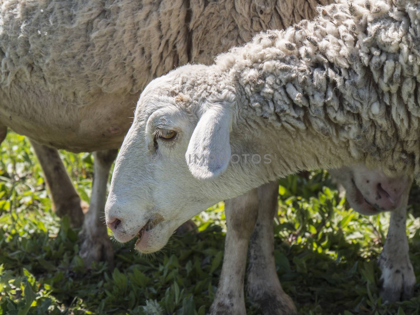 Flock of sheep in the field
