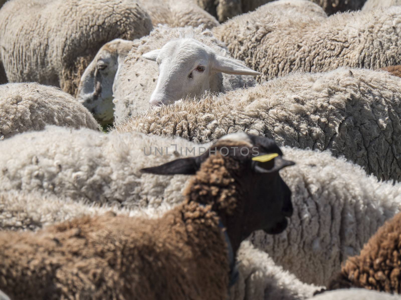 Flock of sheep in the field