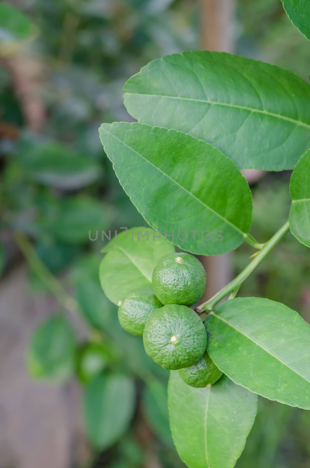 Lime tree with fruits  by rakratchada