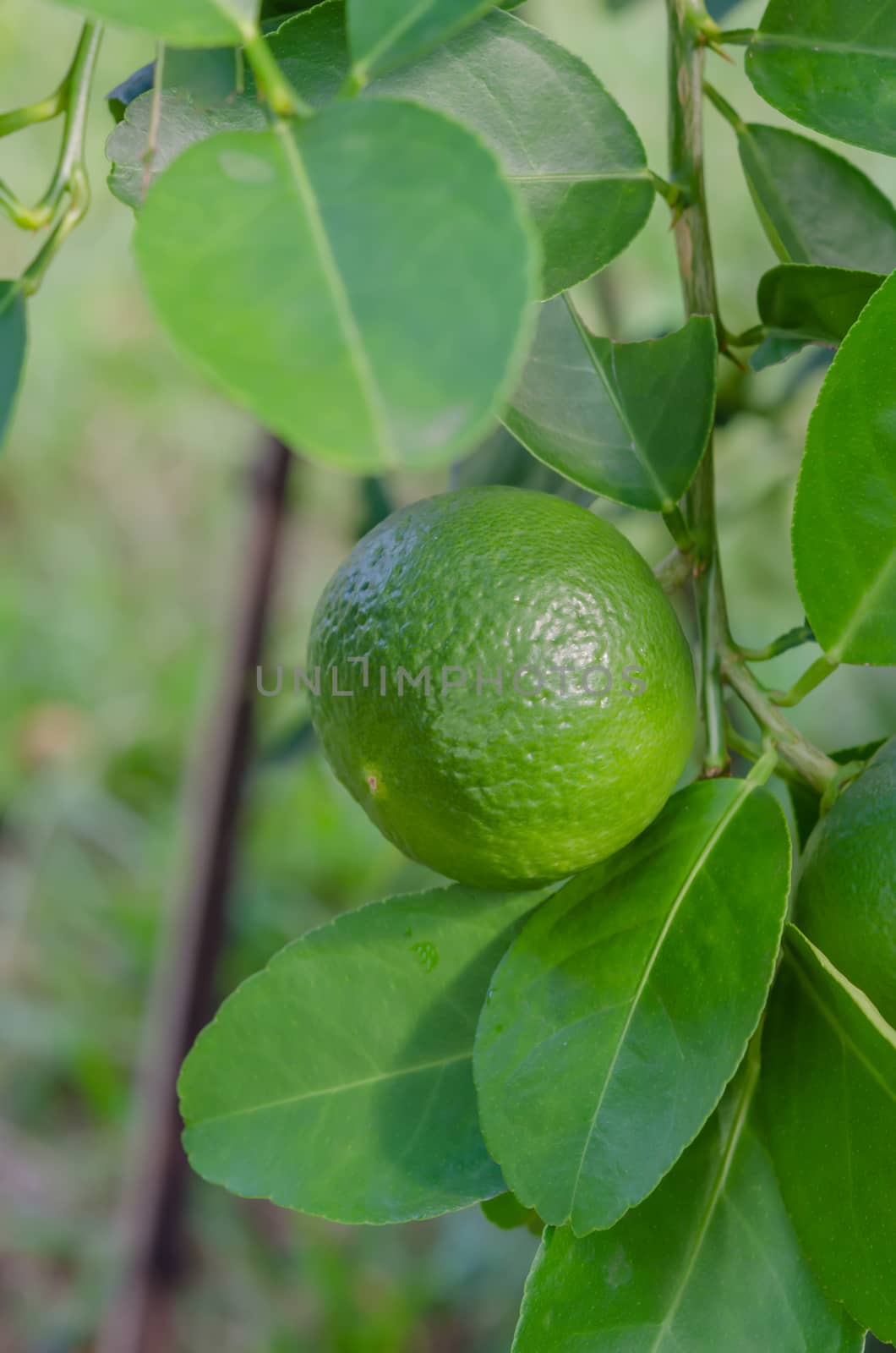 Lime tree with fruits  by rakratchada