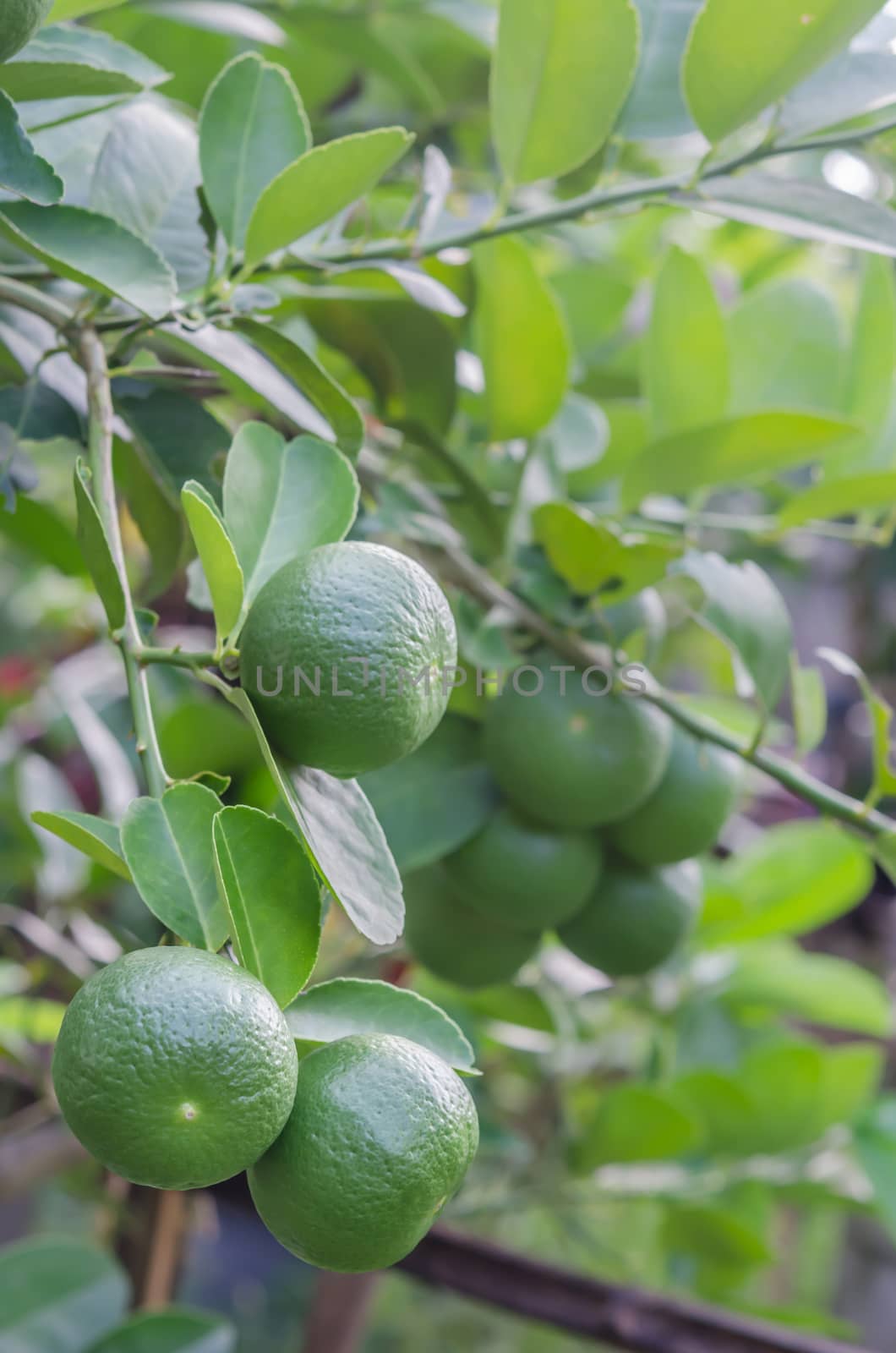 Lime green tree hanging from the branches of it