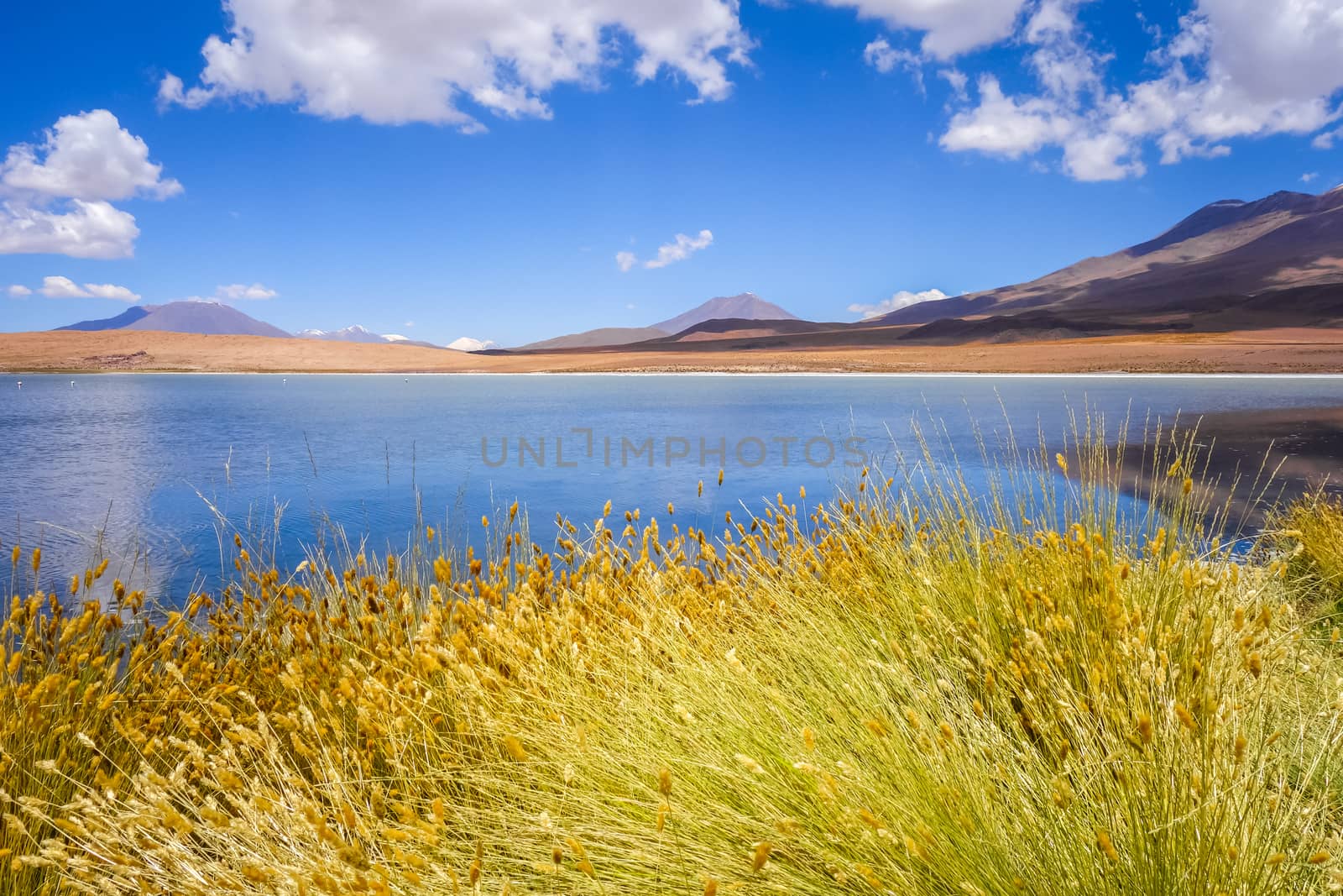 Altiplano laguna in sud Lipez reserva Eduardo Avaroa, Bolivia