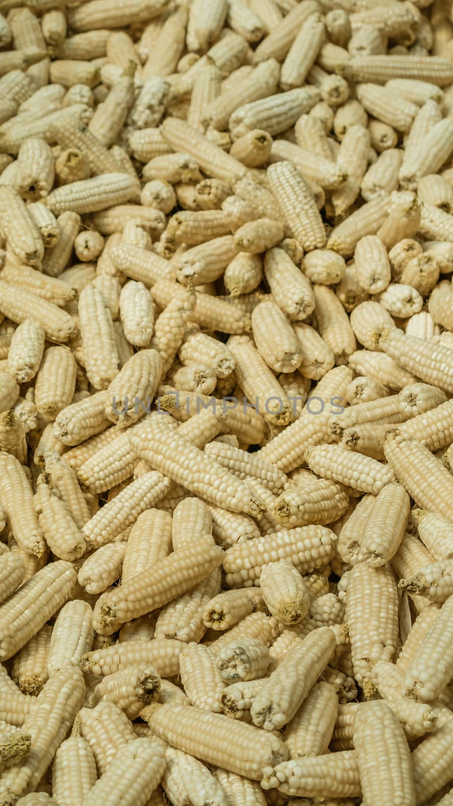 A lot of corn on the ground