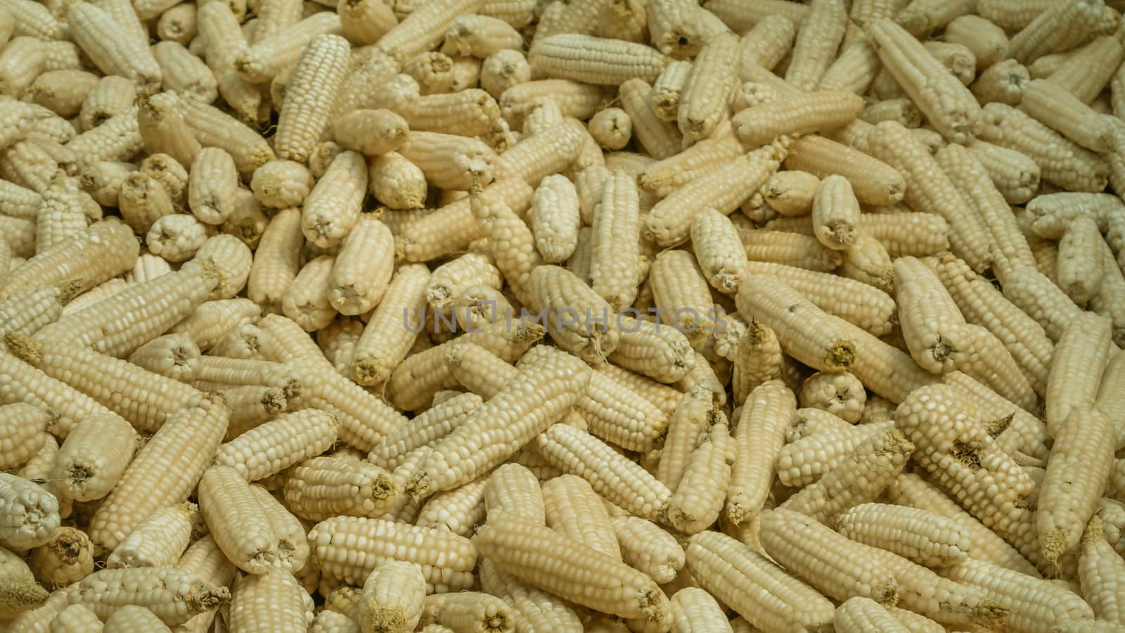 A lot of corn on the ground