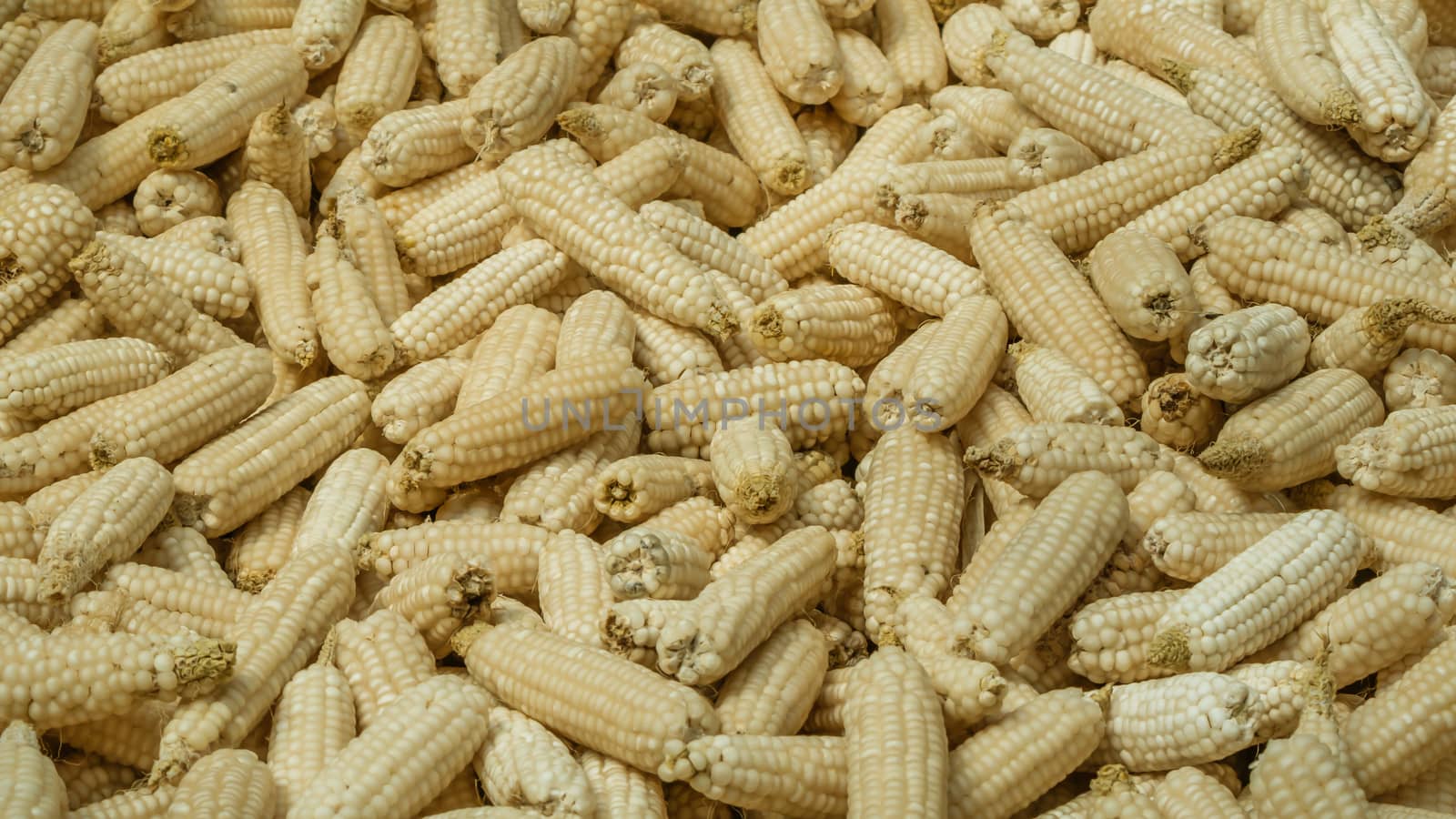 A lot of corn on the ground