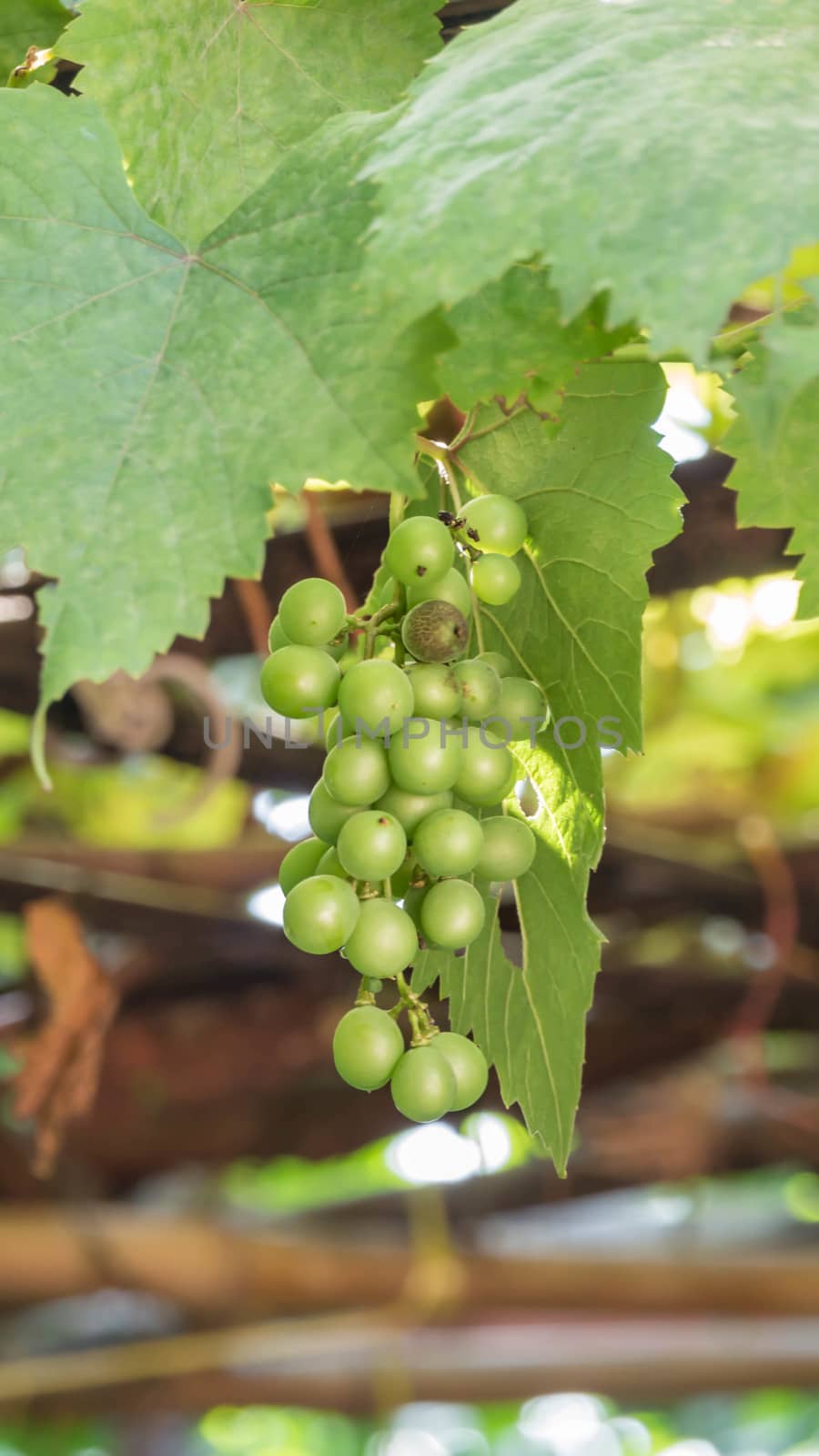 grapes with green leaves on the vine fresh fruits