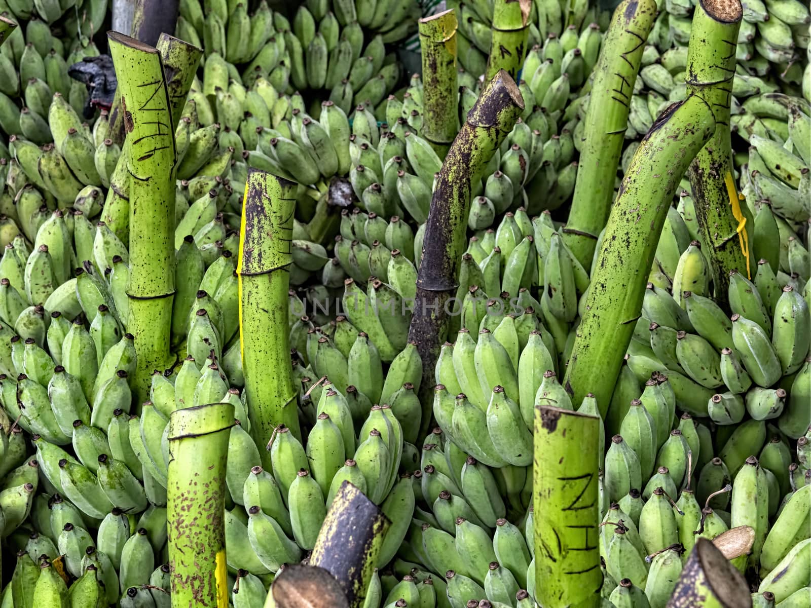 heaps of green banana by zkruger