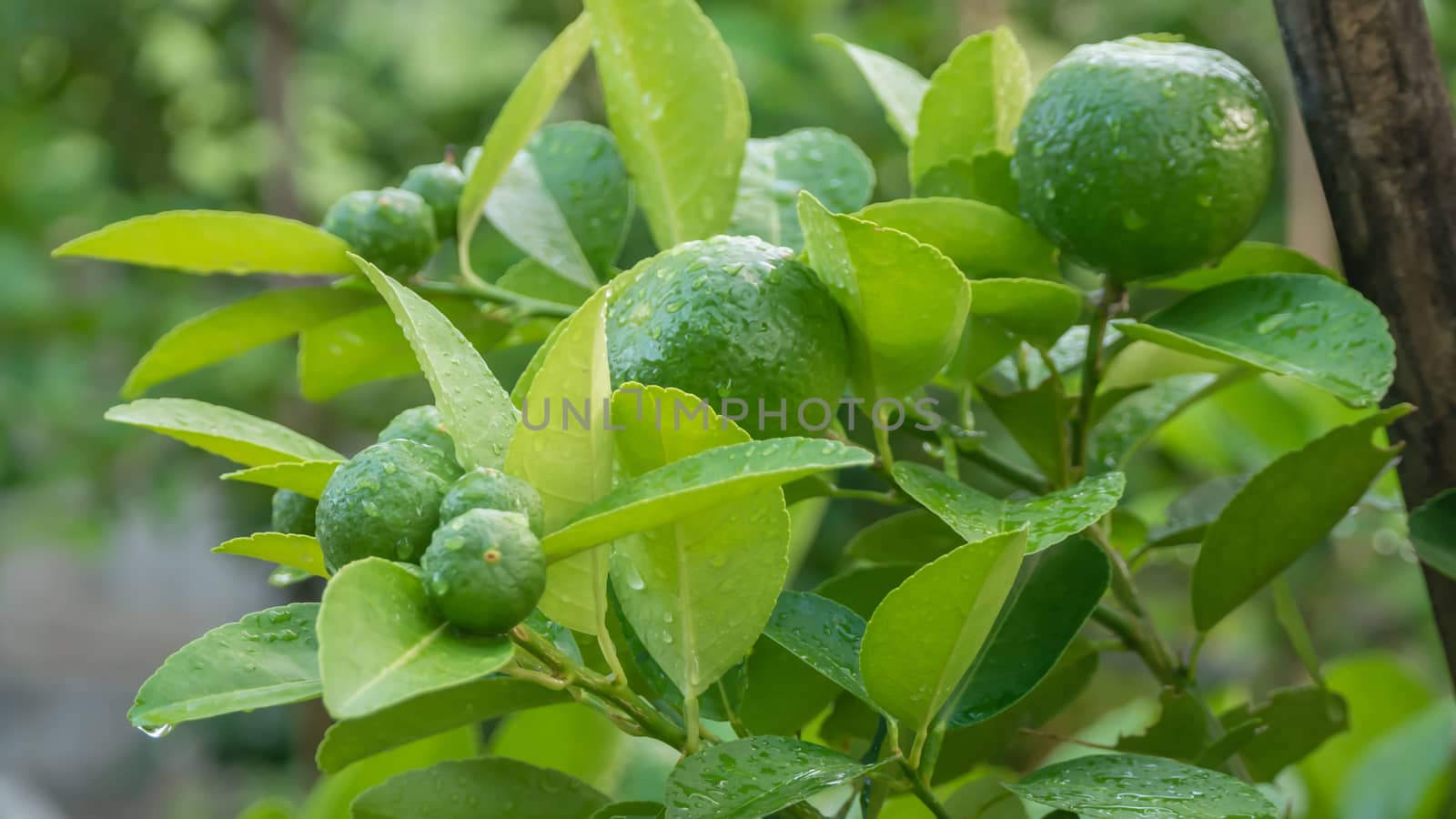 Lime green tree hanging from the branches of it