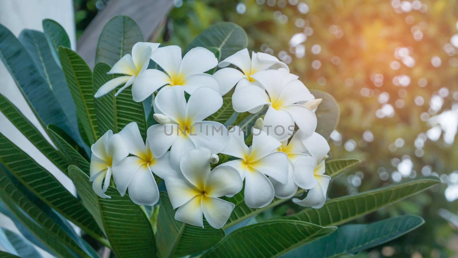 white and yellow frangipani flowers with leaves in background