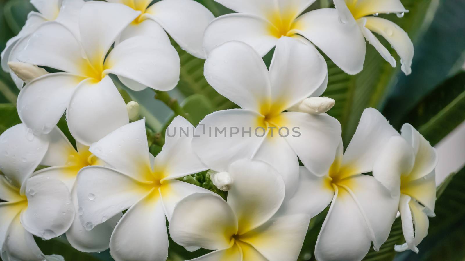 white and yellow frangipani flowers with leaves in background