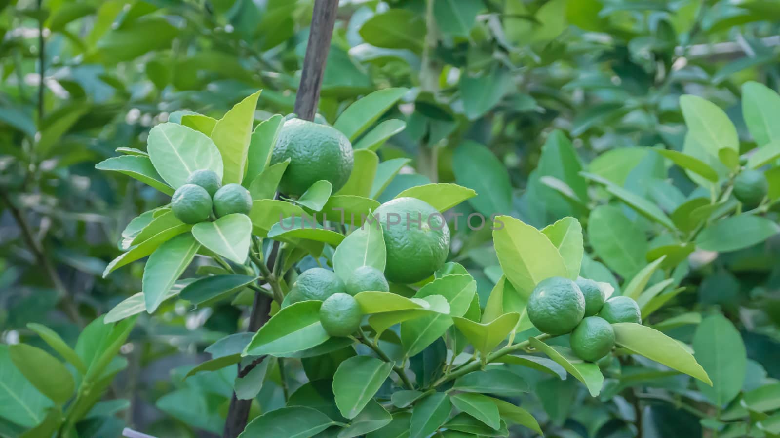 Lime green tree hanging from the branches of it