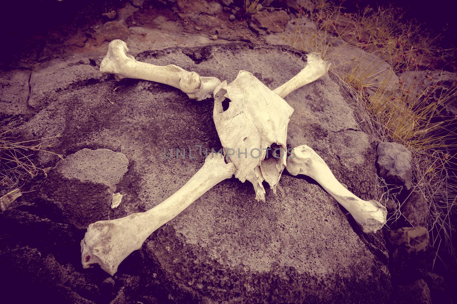 Horse skull and bones on easter island