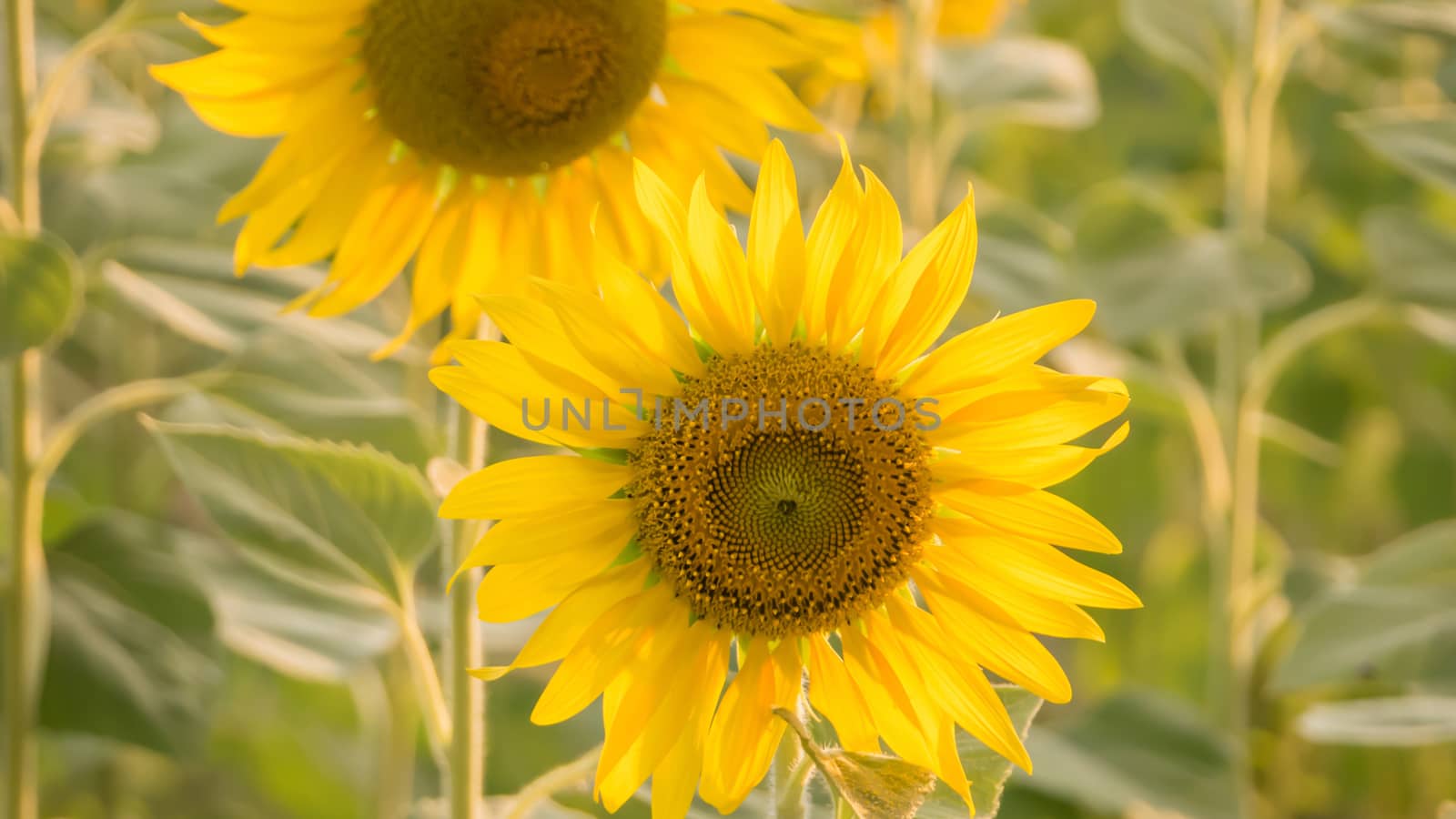 Close up of sunflower against a field