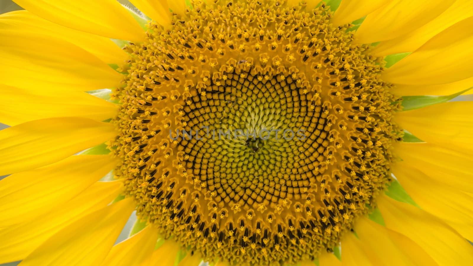 Close up of sunflower against a field