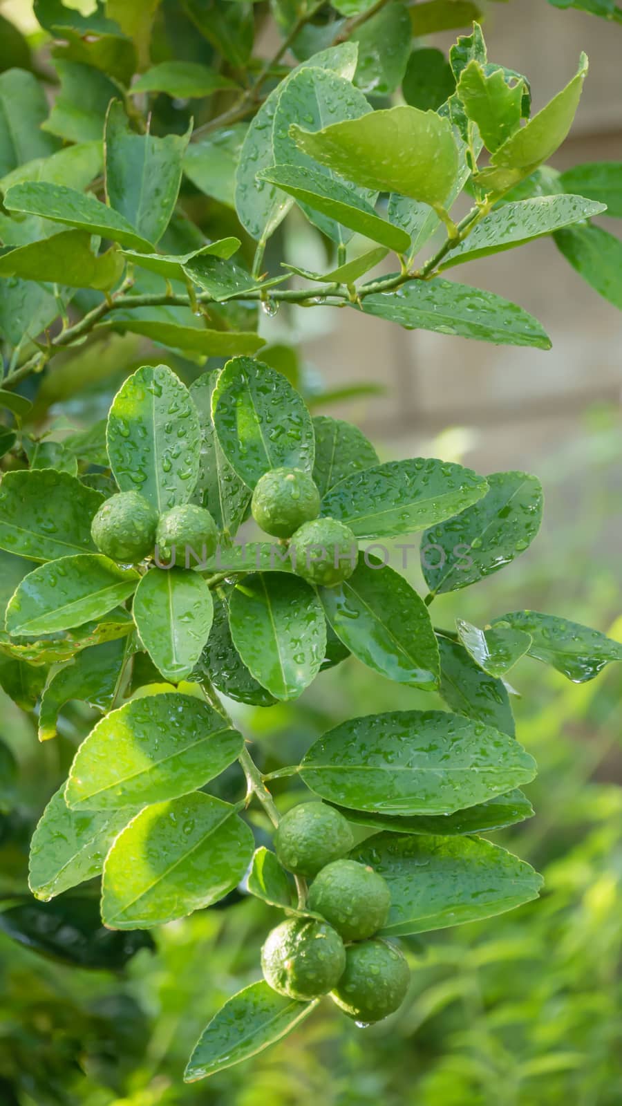 Lime green tree hanging from the branches of it