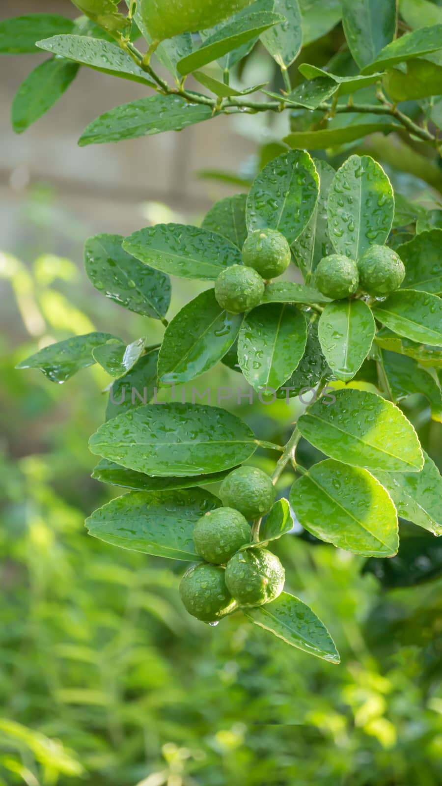 Lime green tree hanging from the branches of it