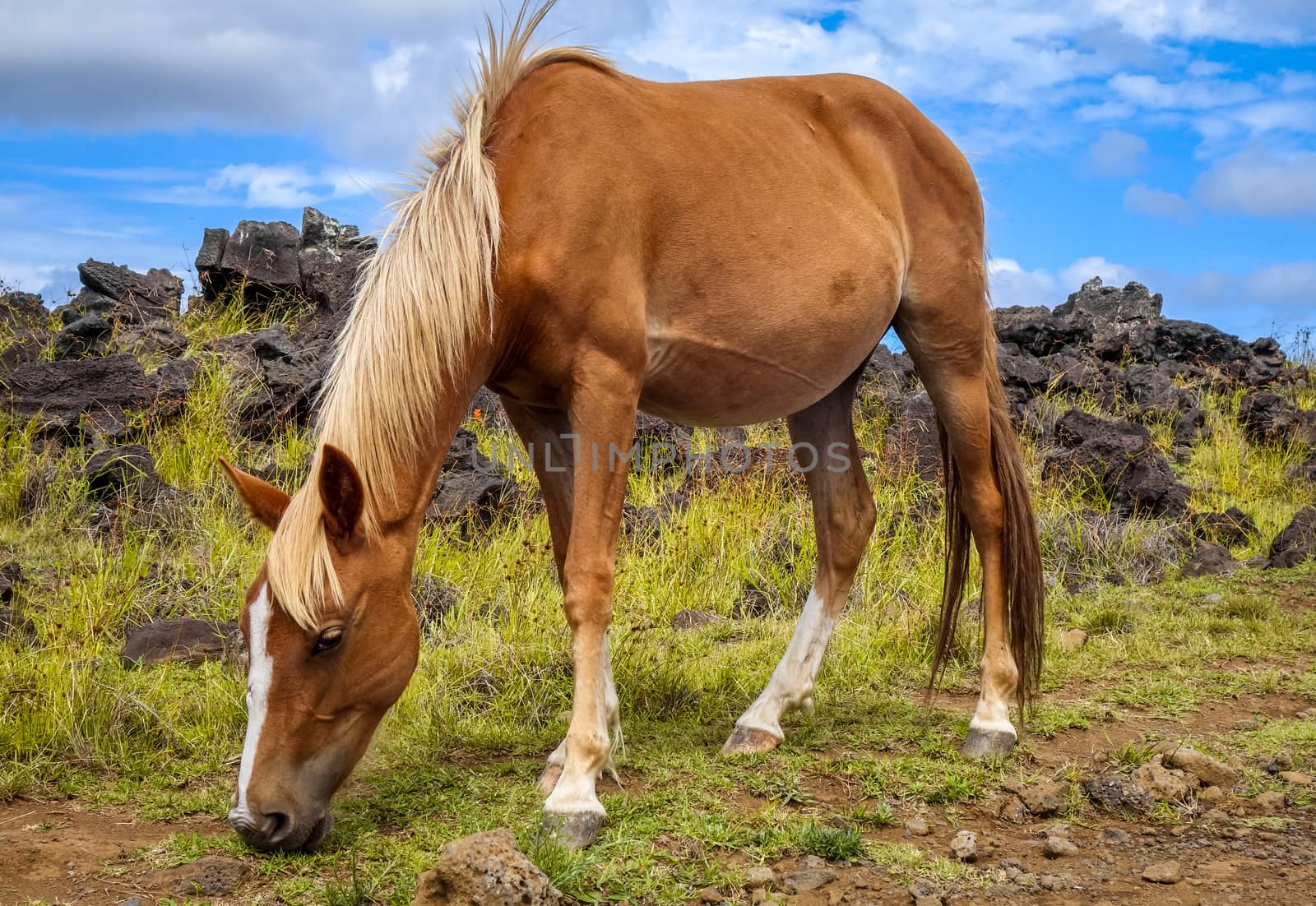 Horse in easter island field, pacific ocean, Chile