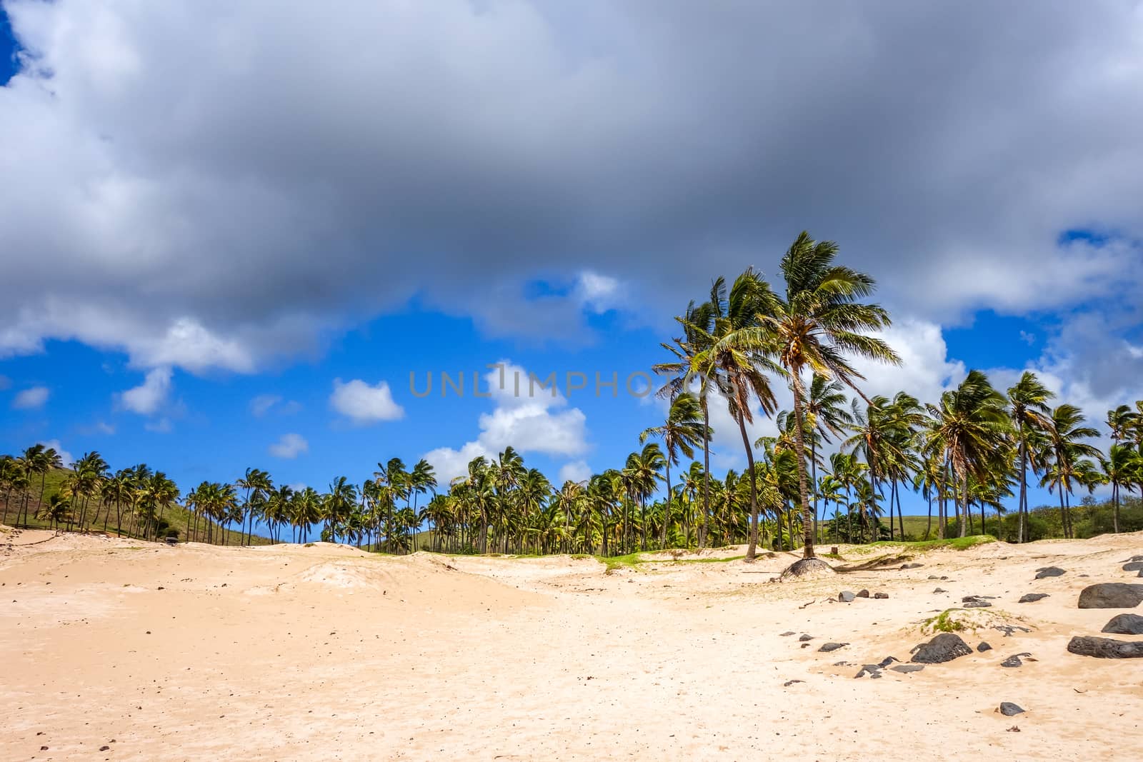 Palm trees on Anakena beach, easter island by daboost