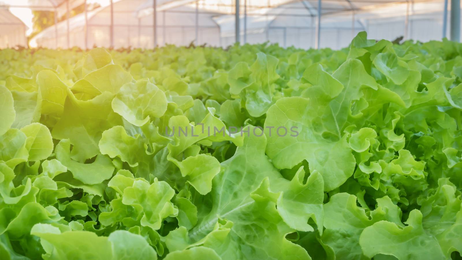 Cultivation hydroponic green vegetable in farm plant market