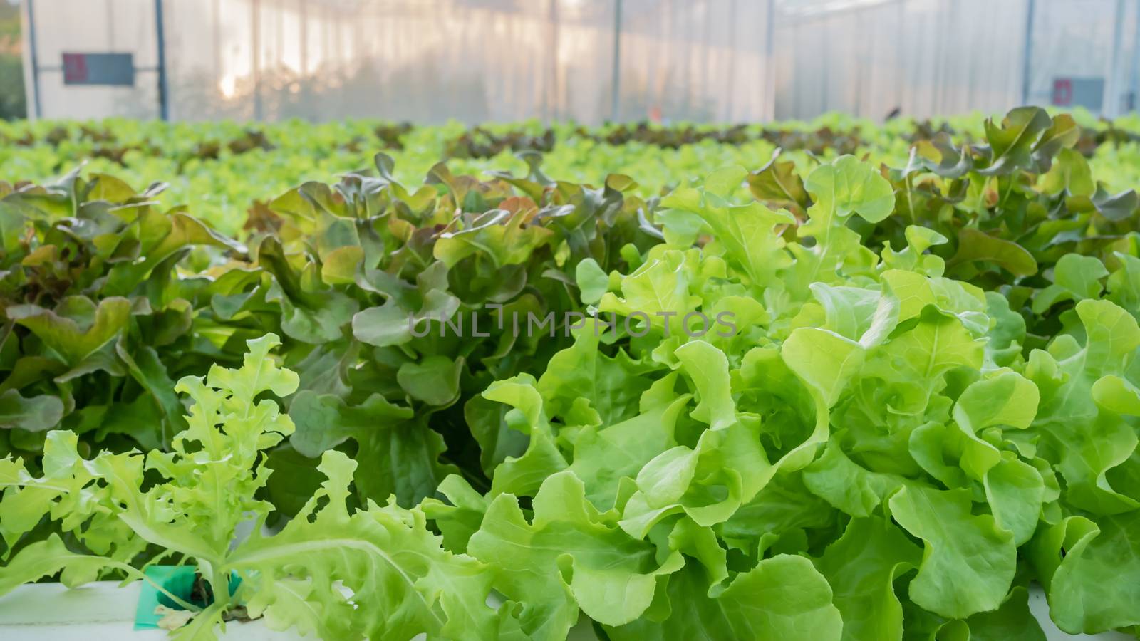 Cultivation hydroponic green vegetable in farm plant market