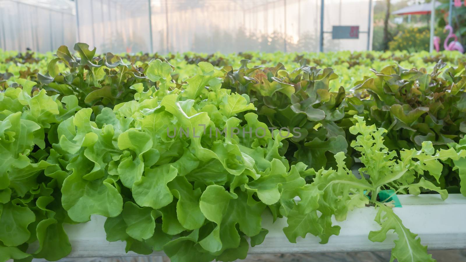 Cultivation hydroponic green vegetable in farm plant market