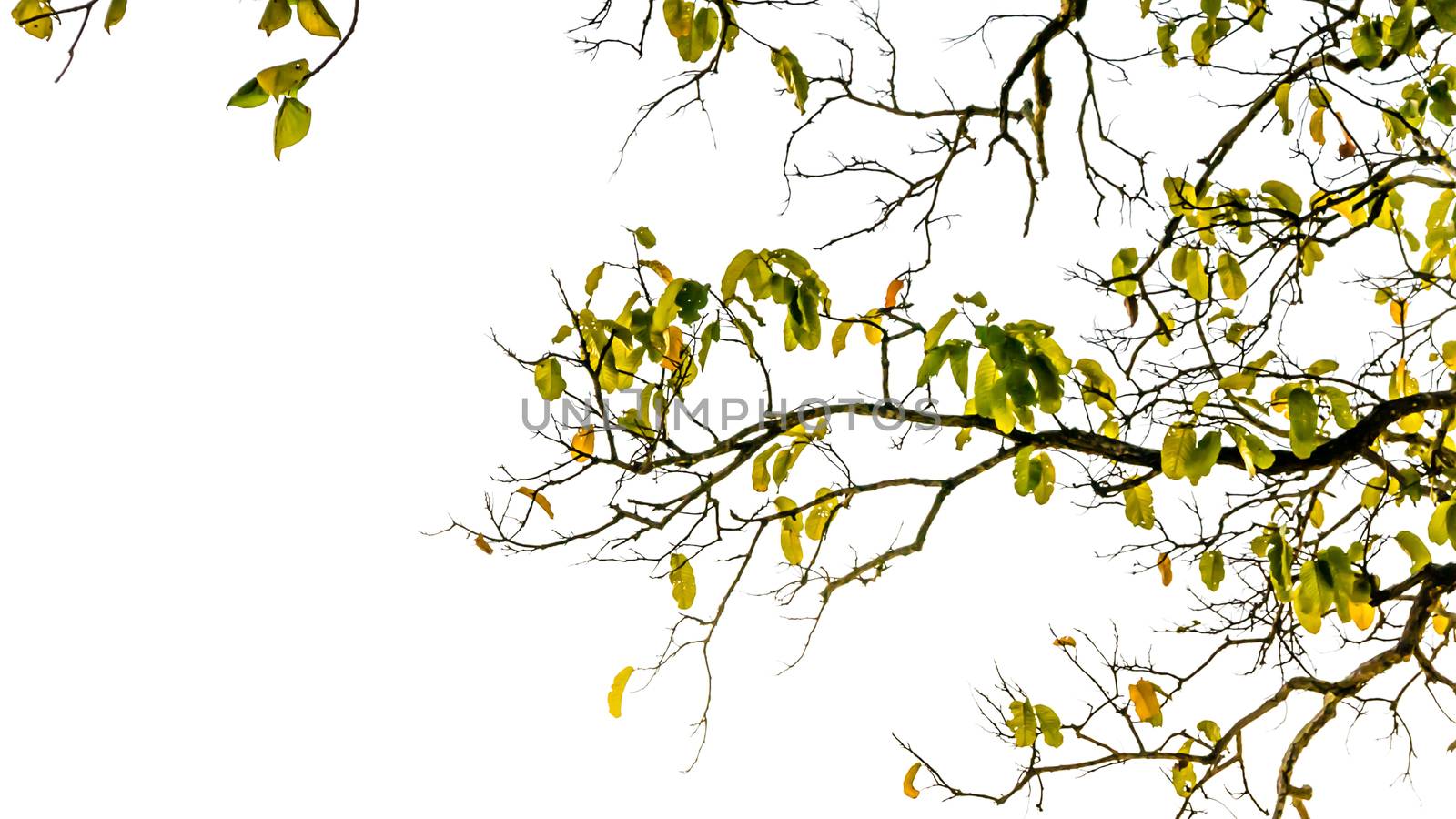The tree leaf isolated on white background