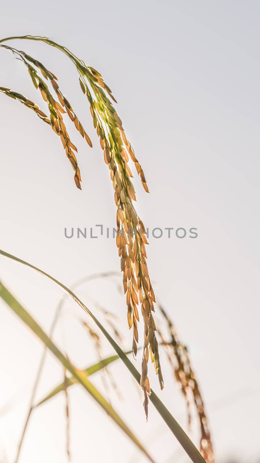 close up of yellow green rice field