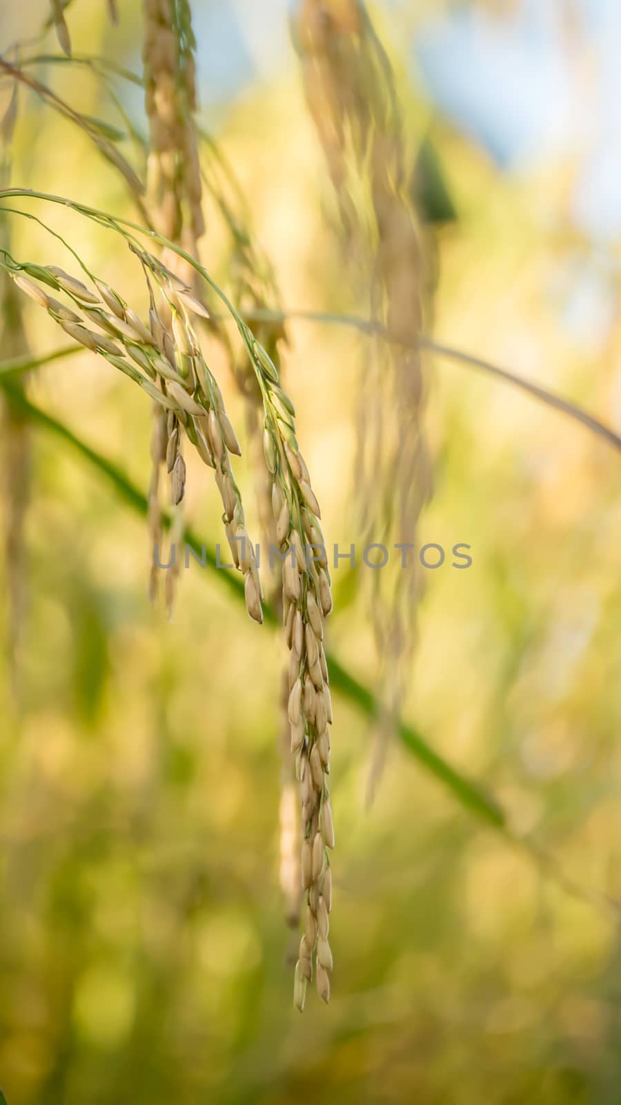 close up of yellow green rice field