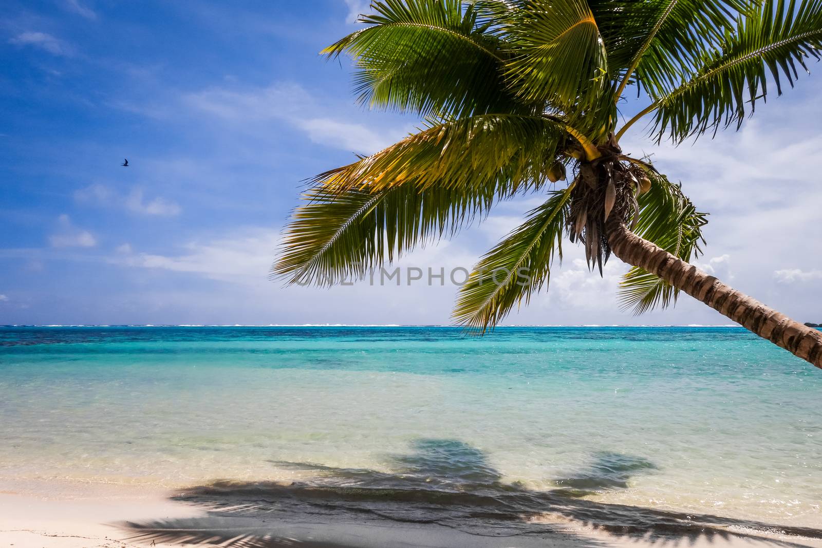 Paradise tropical beach and lagoon in Moorea Island by daboost