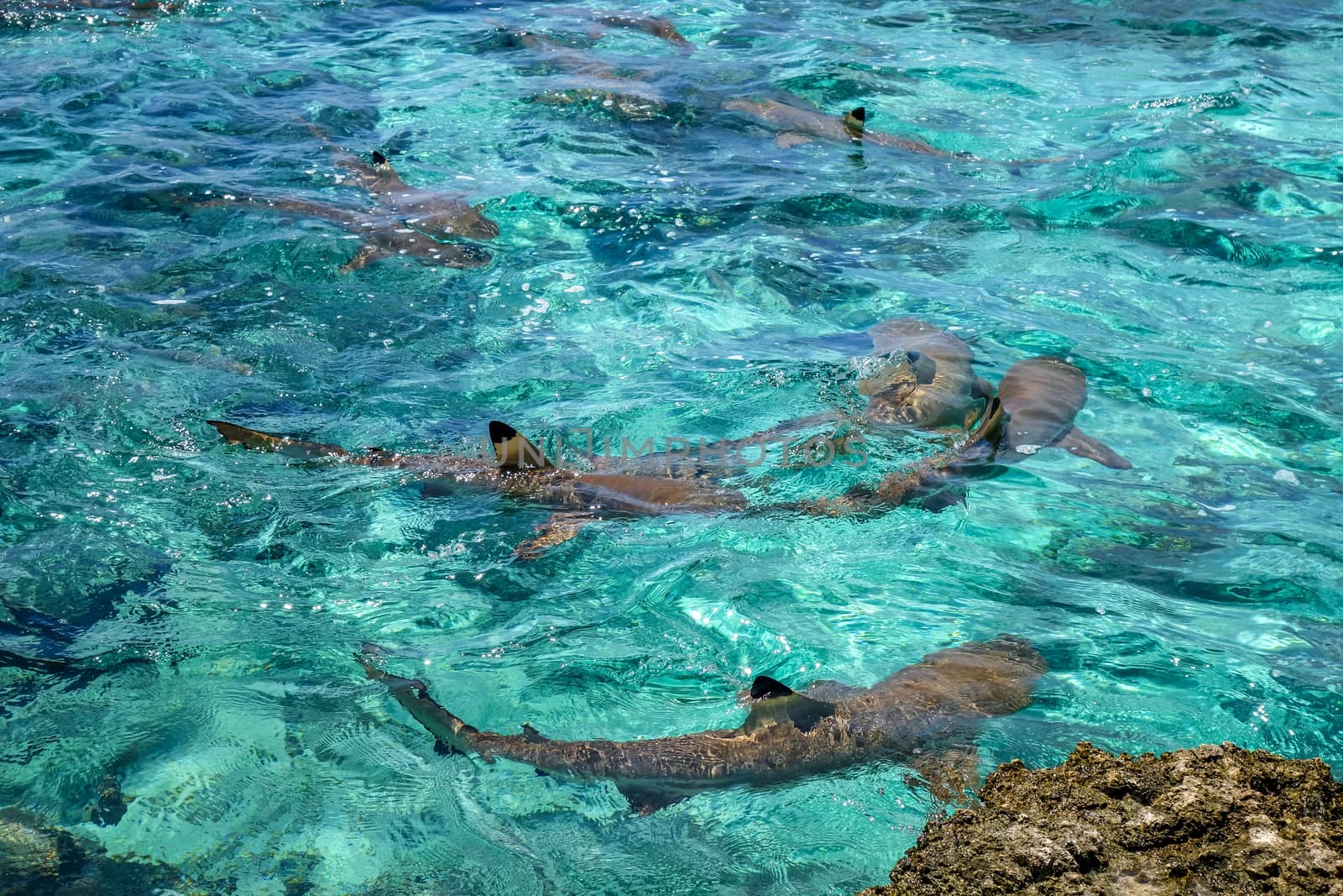 Blacktip sharks in moorea island lagoon. French Polynesia
