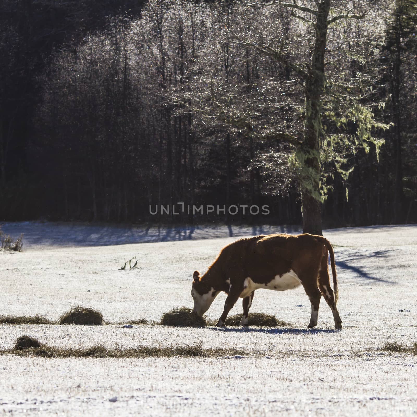 A cow on a snow by Chudakov