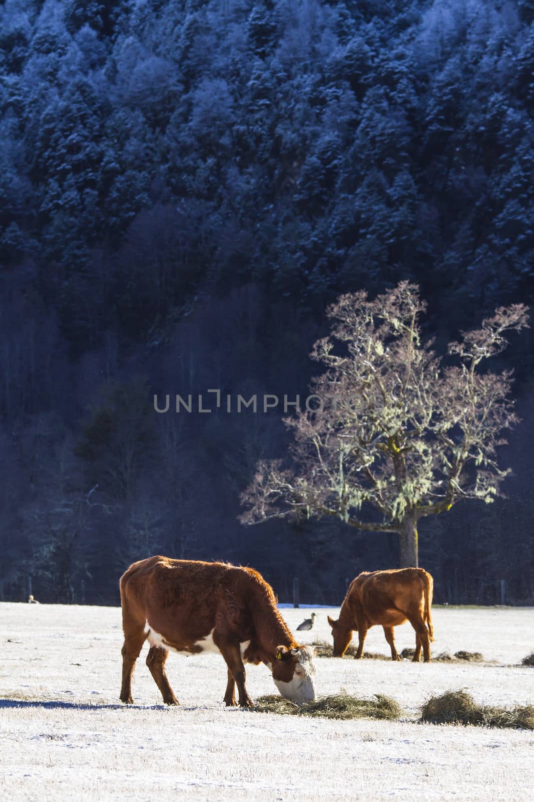 Two cows on a snow near a forest