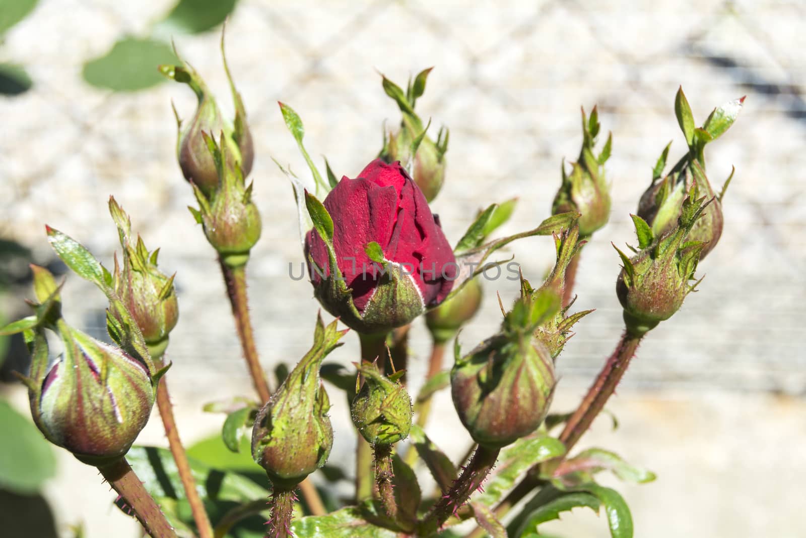 Red rose buds