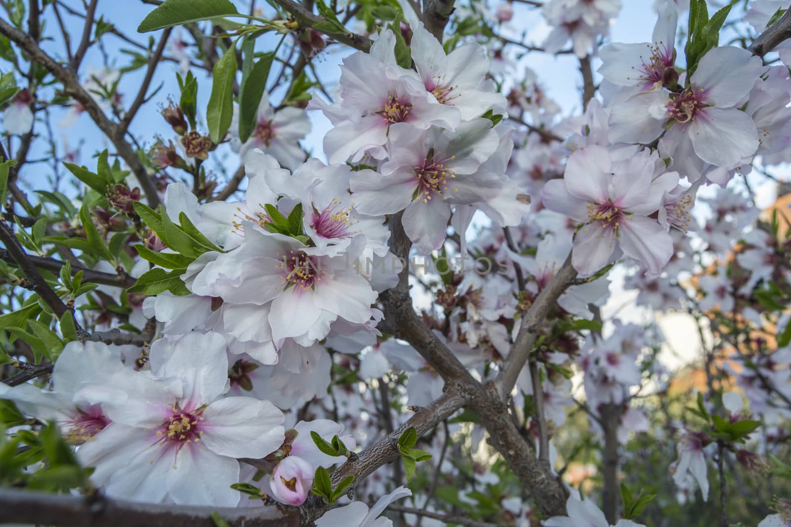 Blossoming cherry tree in spring, in a sunny day