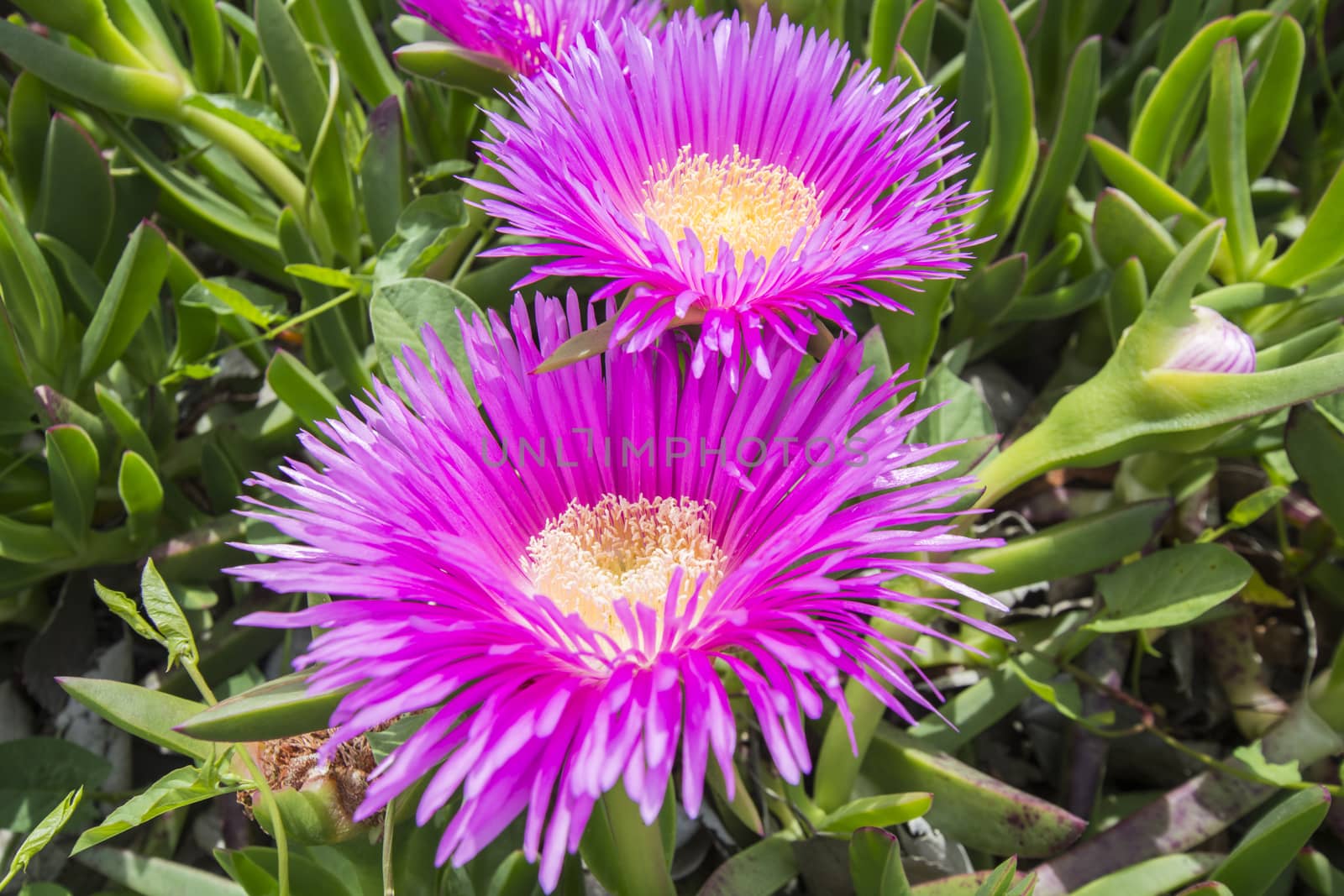 Carpobrotus edulis (Hottentot-fig, ice plant, highway ice plant or pigface)