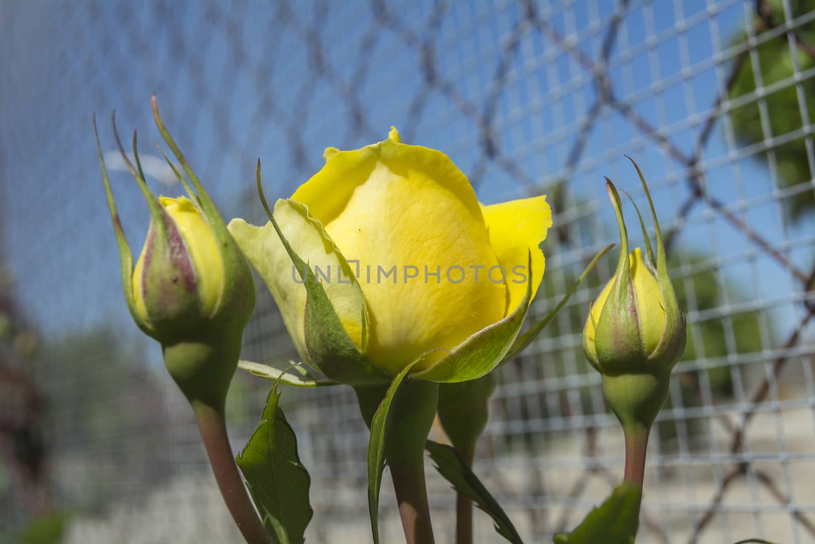 Yellow rose buds