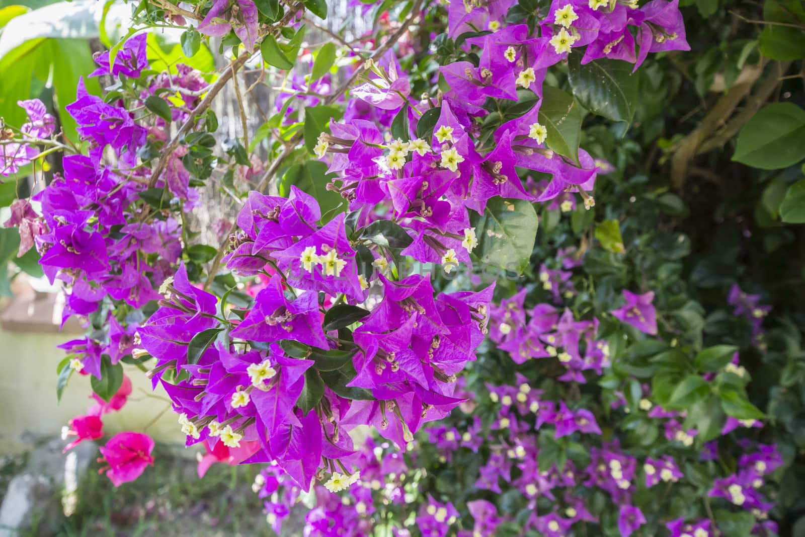 Bougainvillea flower