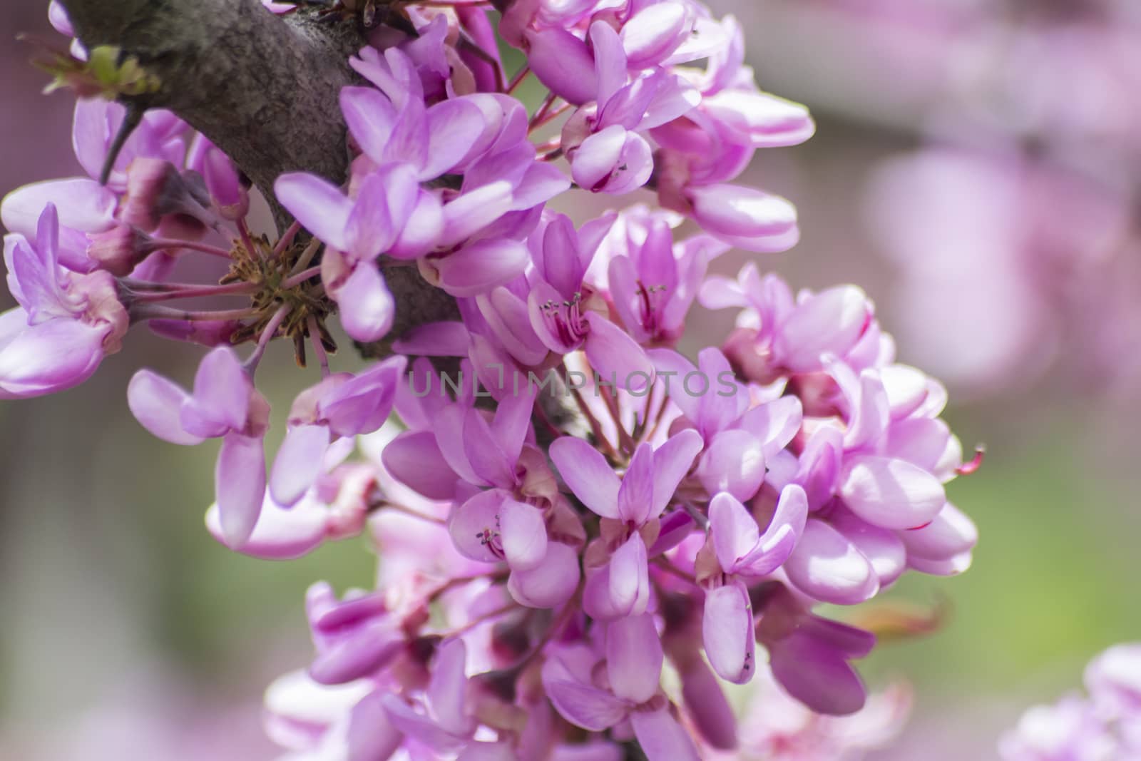 Judas tree flower (Cercis siliquastrum)