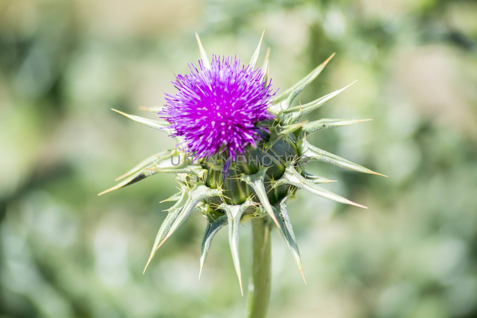 Thistle flower with an insect above