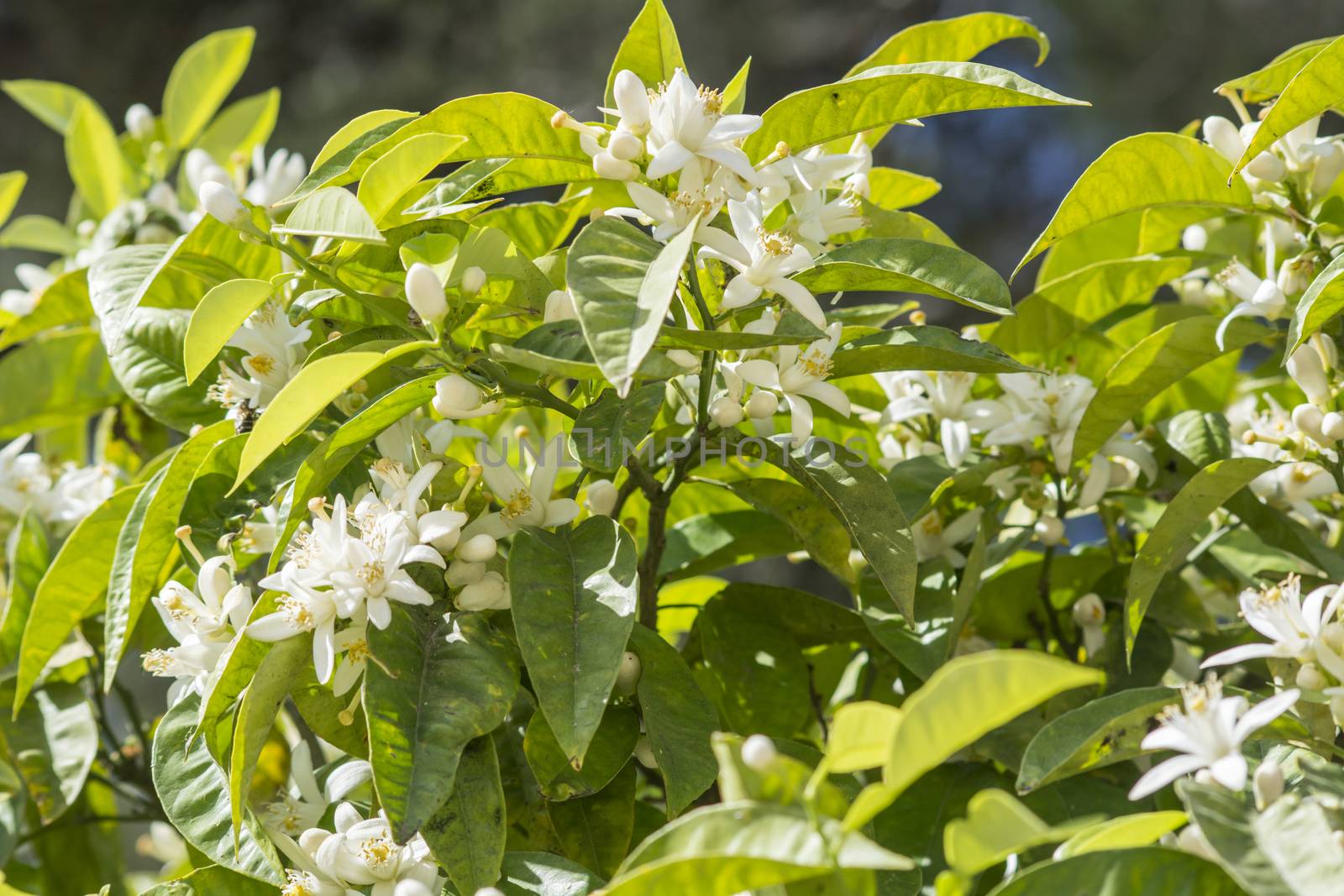 Orange blossoms in spring