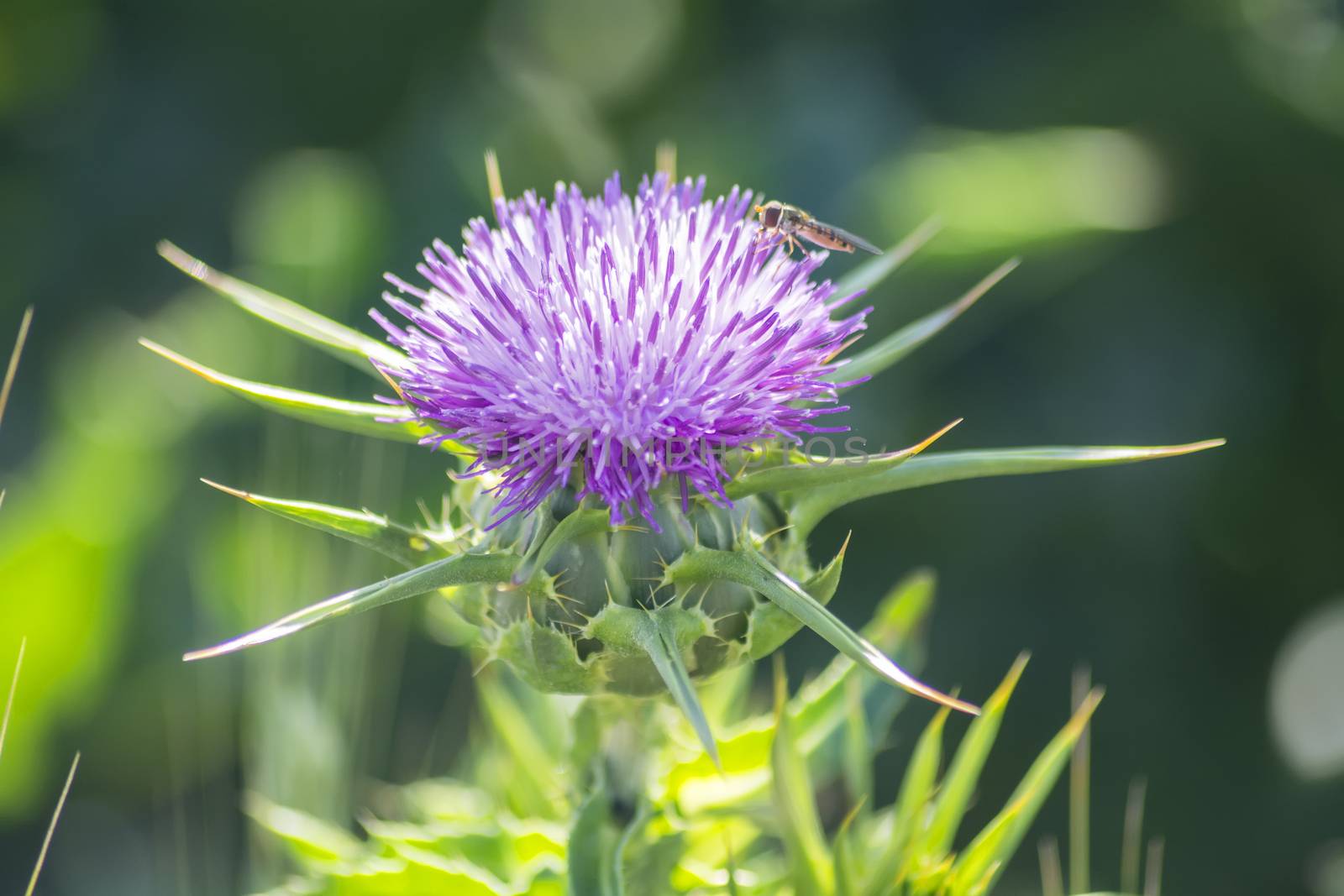 Thistle flower with an insect above