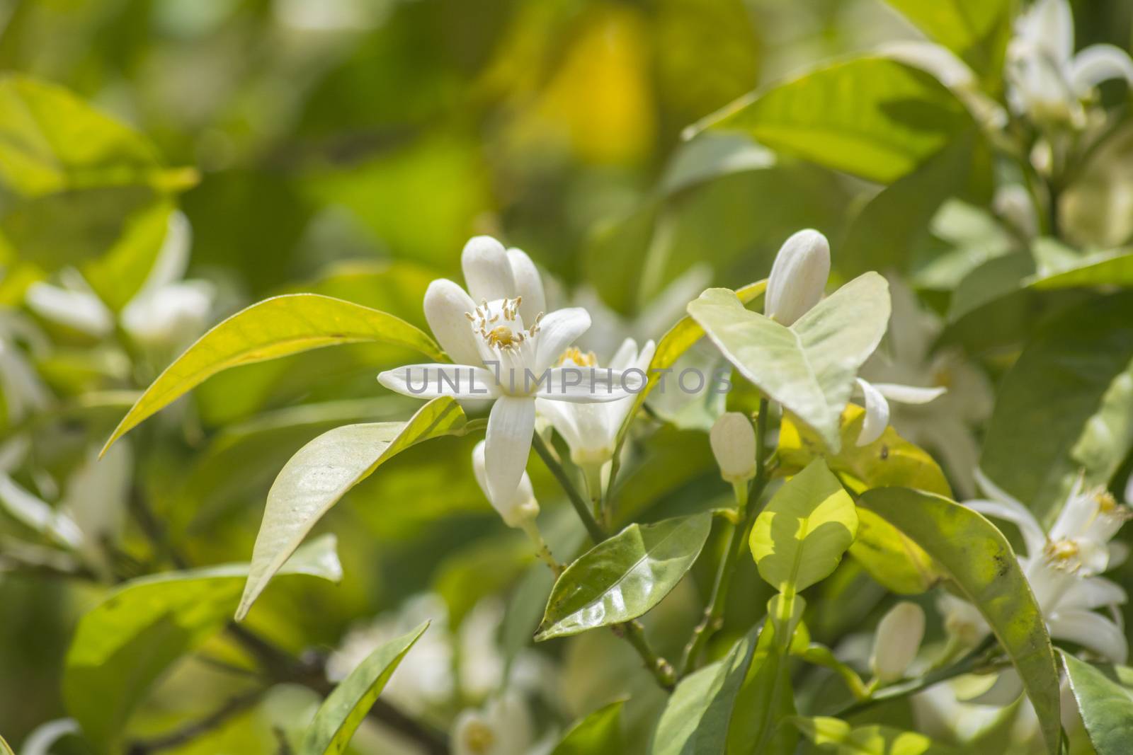Orange blossoms in spring