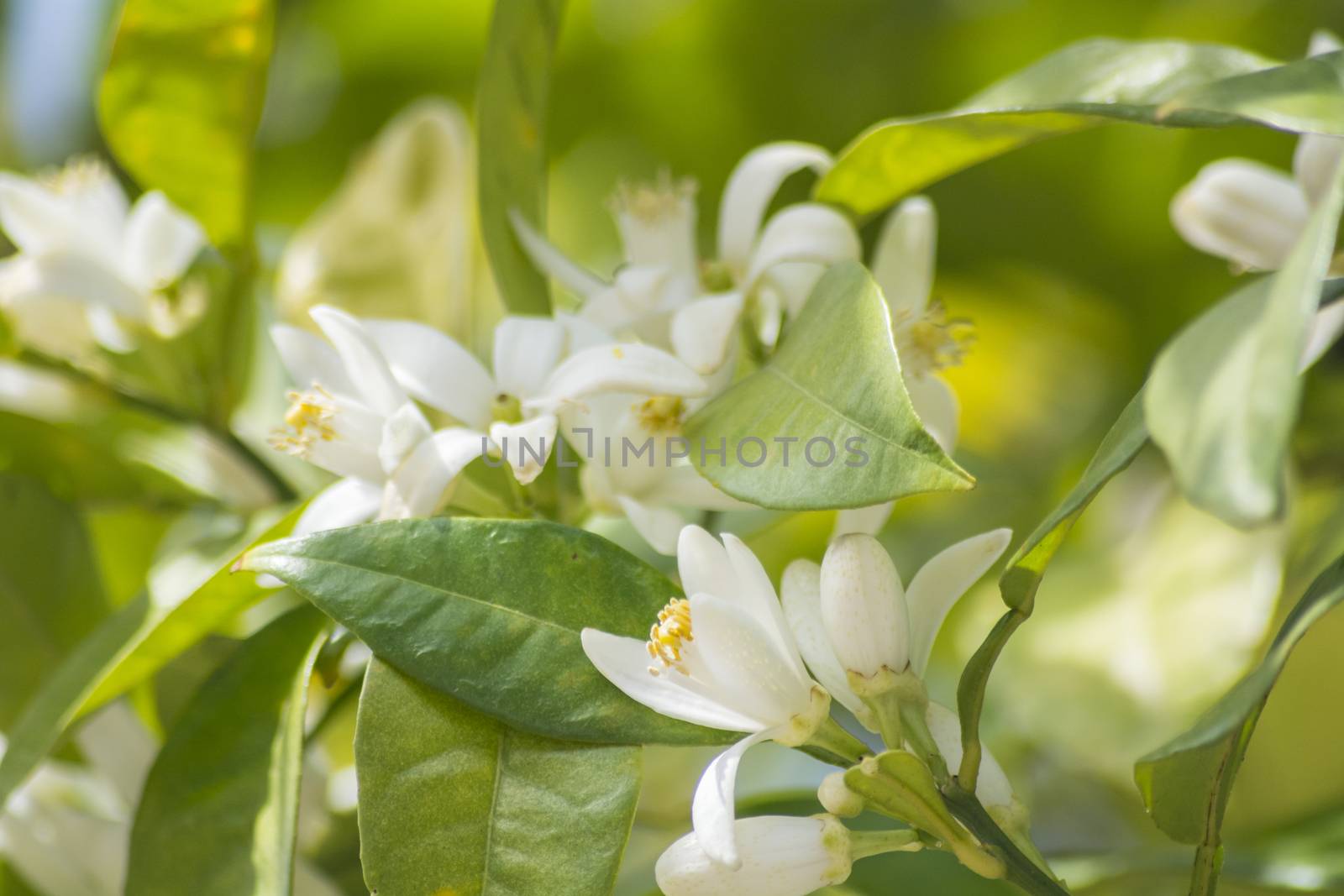 Orange blossoms in spring