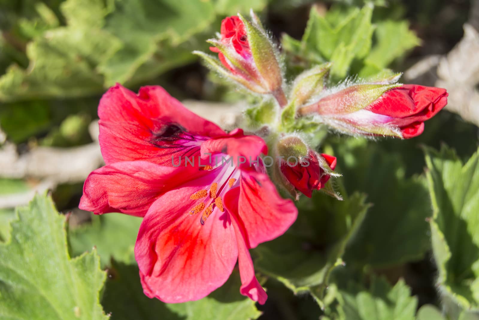 Geranium flowers, Pelargonium, spring time