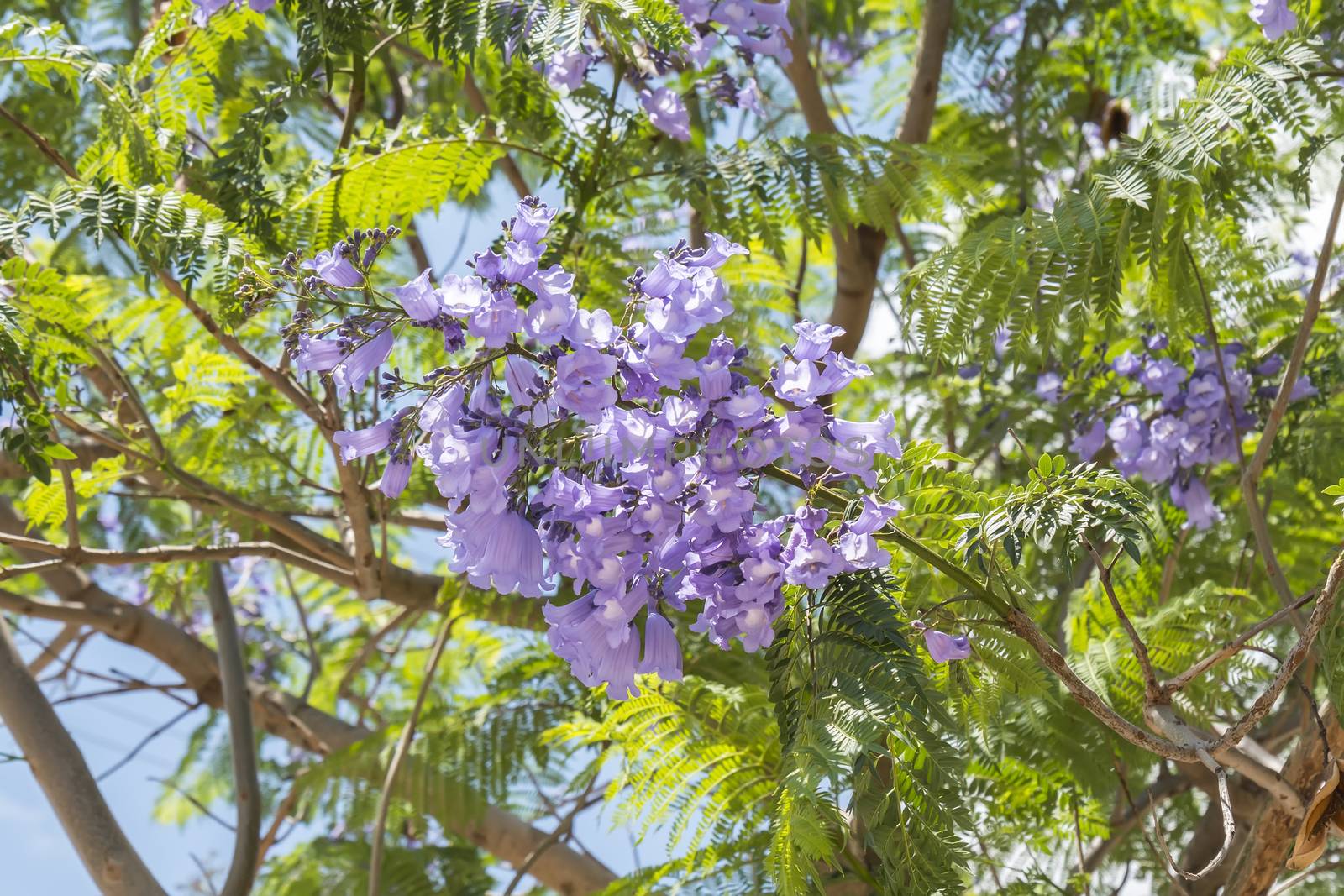 Jacaranda tree flowers