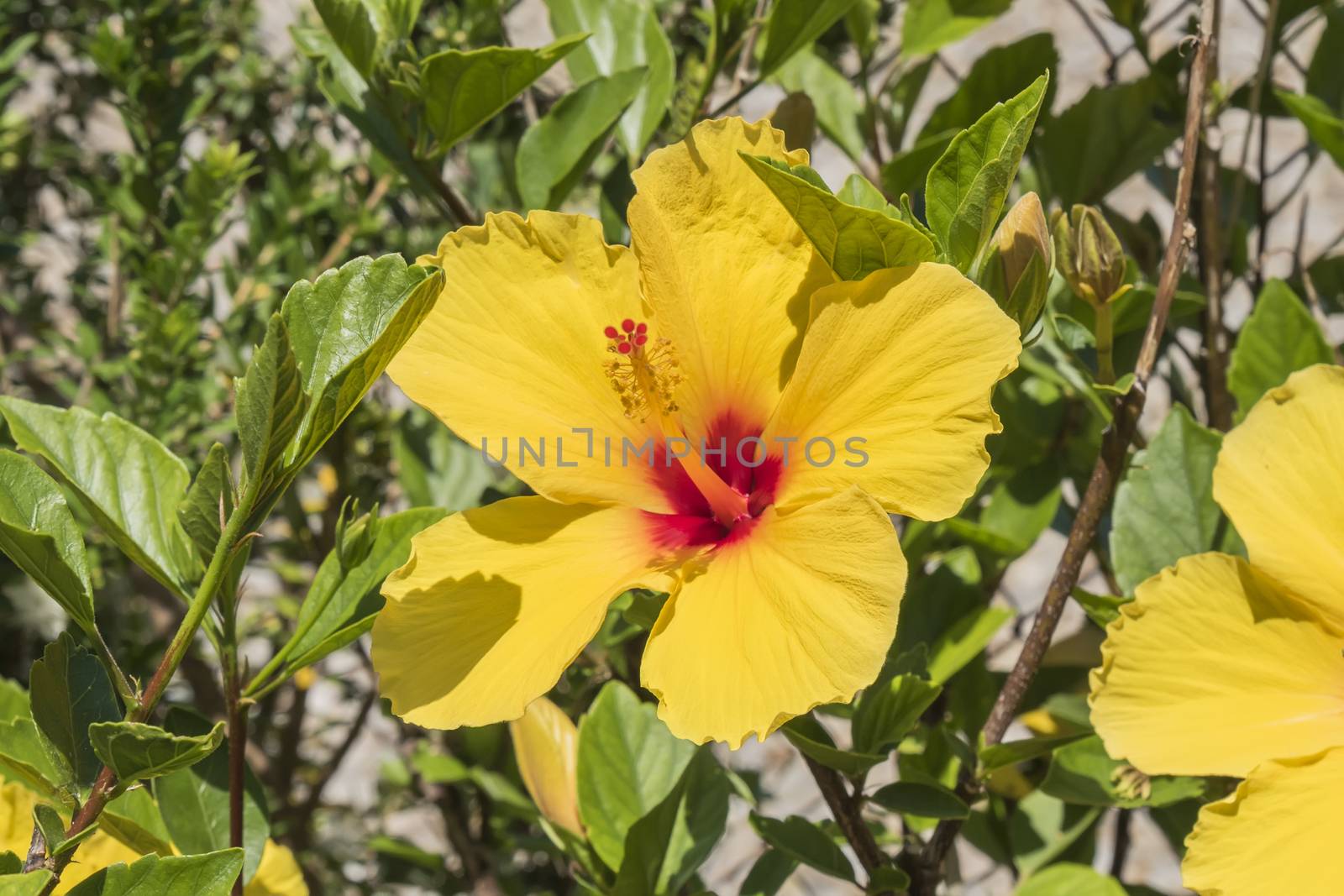 Hibiscus is a genus of flowering plants in the mallow family, Malvaceae.