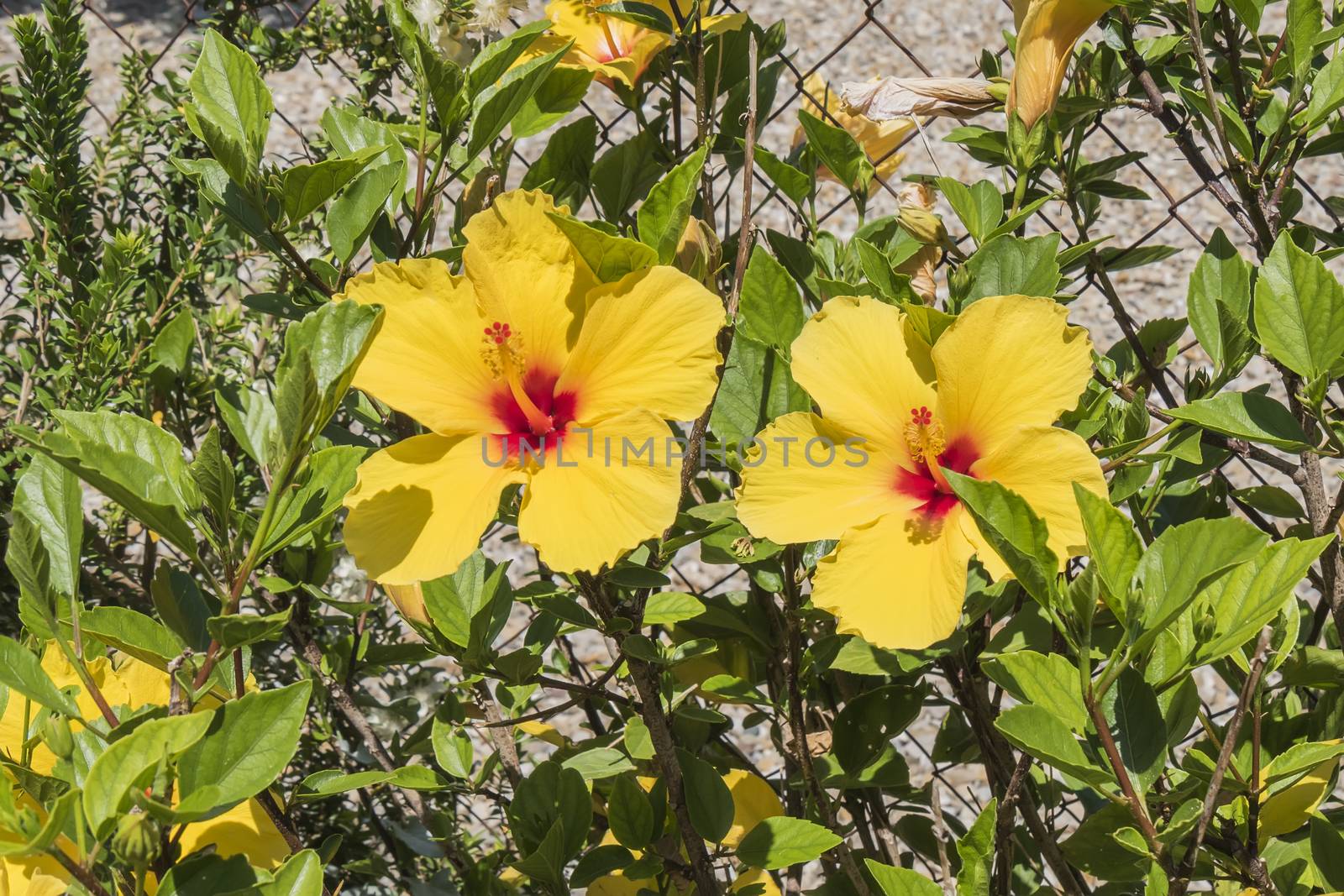 Hibiscus is a genus of flowering plants in the mallow family, Malvaceae.